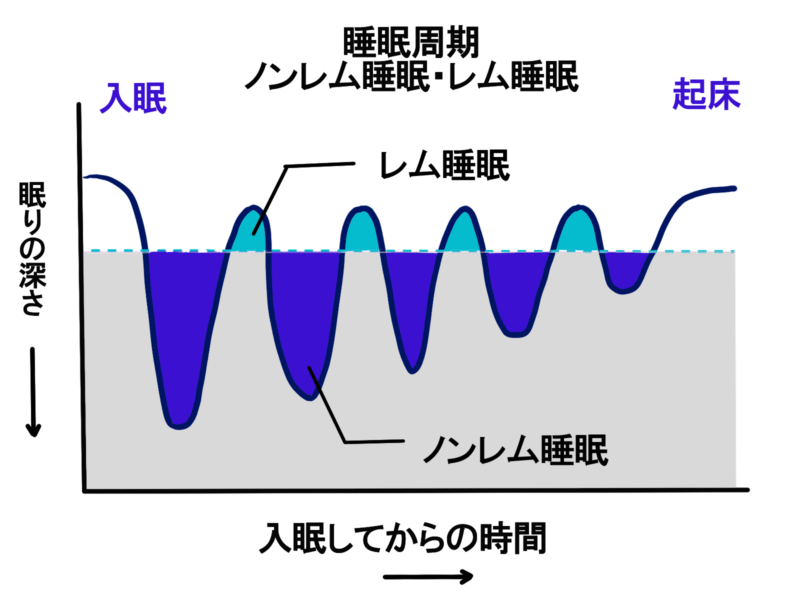 ノンレム睡眠・レム睡眠のグラフを表した図