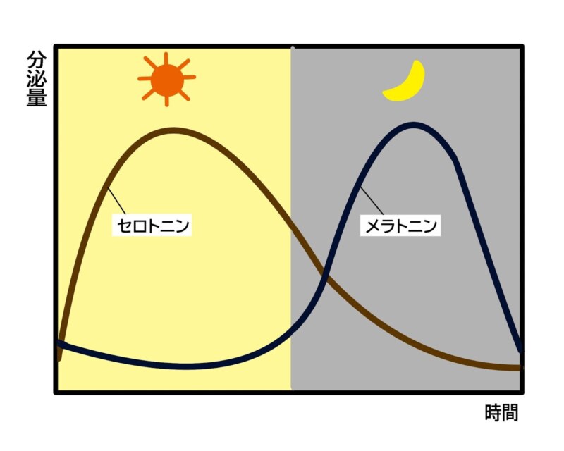 1日の睡眠ホルモンの働き